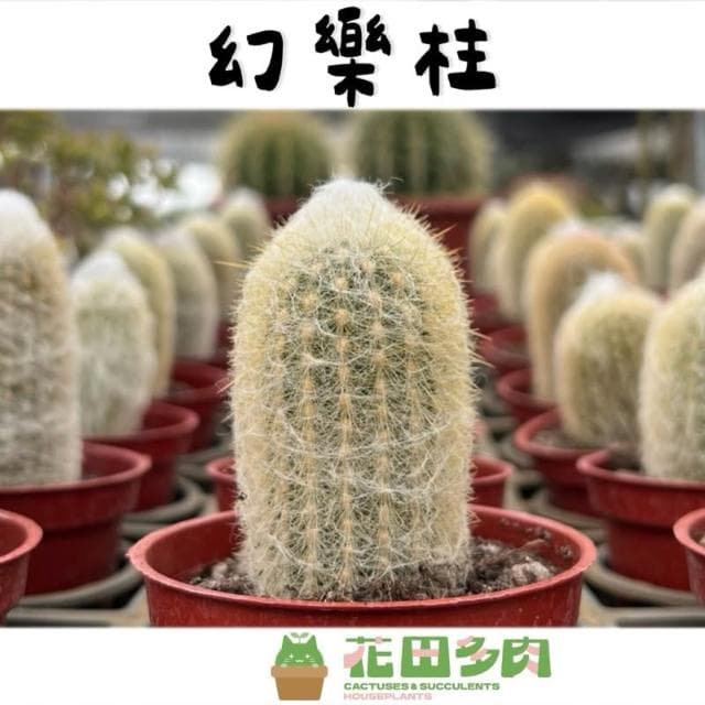 《花田多肉》🌵【老樂柱/幻樂柱】 3吋盆 多肉植物/仙人掌/園藝/盆栽