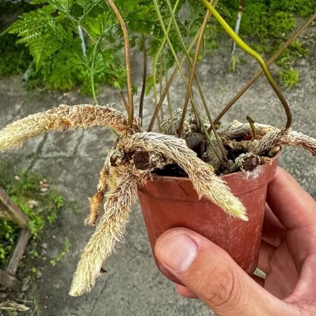 《花田多肉》🌵【兔腳蕨】 3吋盆 蕨類/觀葉植物/室內植物/園藝/盆栽