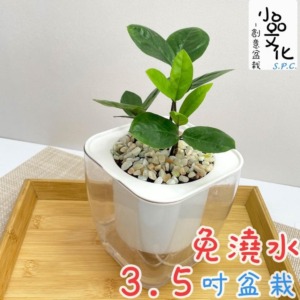 金錢樹【現貨】4吋透明免澆水盆栽 懶人盆栽 觀葉植物 室內植物 自動吸水 創意花盆 居家辦公盆花