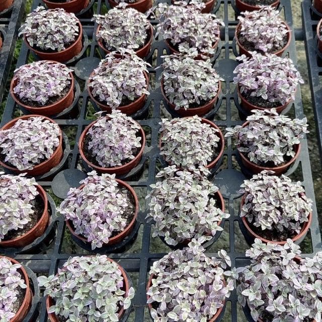 《花田多肉》🌵【胭脂雲】多肉植物/婚禮小物/仙人掌/療癒小物/觀葉植物/空氣鳳梨/盆栽