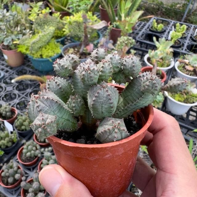 《花田多肉》🌵【子吹布紋球】3吋盆   多肉植物/大戟科/盆栽/戶外植物