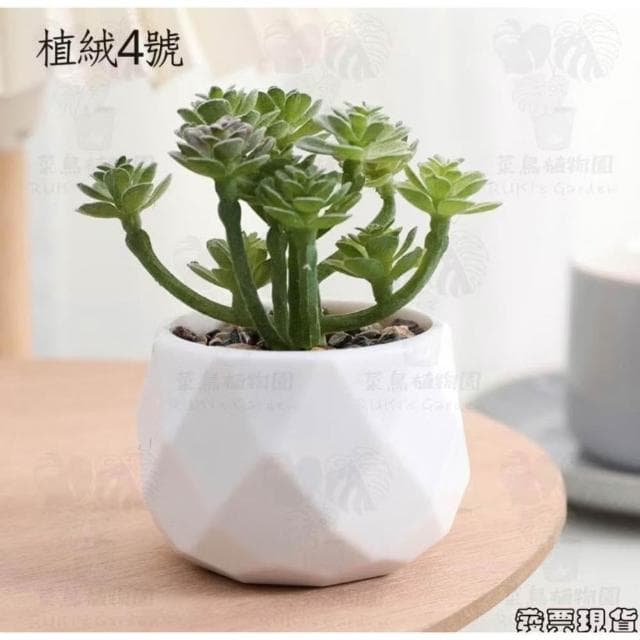 沐晨植物園|仿真植物 仿真多肉 盆栽裝飾 小盆栽假植物 假盆栽 辦公室盆栽 迷你盆栽 仿真盆栽 仿真植物盆栽 居家裝飾