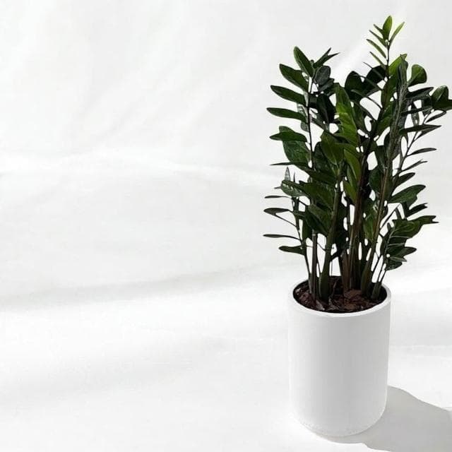 金錢樹 美鐵芋盆栽八吋水泥盆 竹簍 開幕送禮 室內植物 觀葉植物 開幕盆栽 室內盆栽 盆栽植物  園藝天堂鳥 龜背芋盆栽