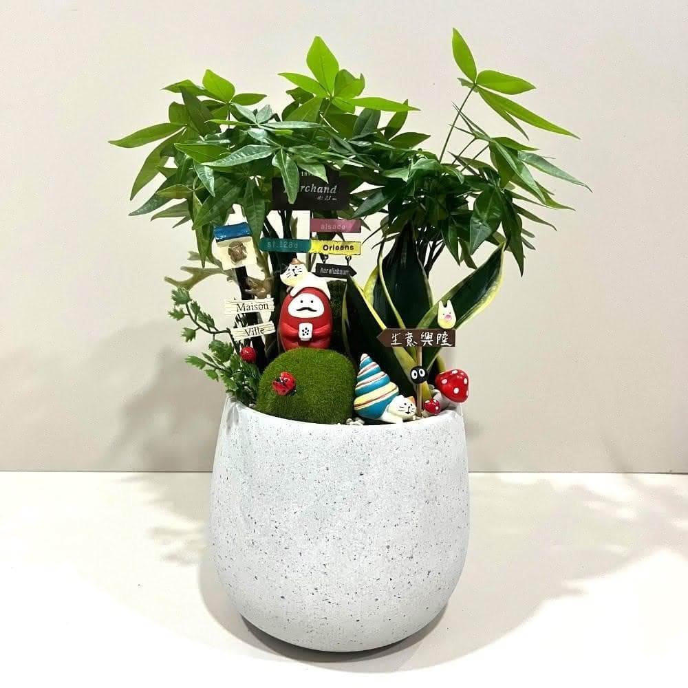 |組合盆栽|發財樹 C款(附底盤)/觀葉植物/水泥盆盆栽/居家美化/開幕盆栽/宅配到府