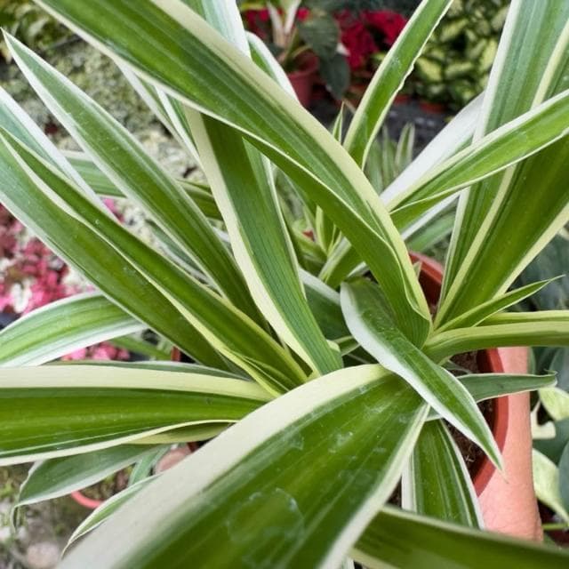 《花田多肉》🌵【吊蘭】 3吋盆 觀葉植物/室內植物/園藝/盆栽