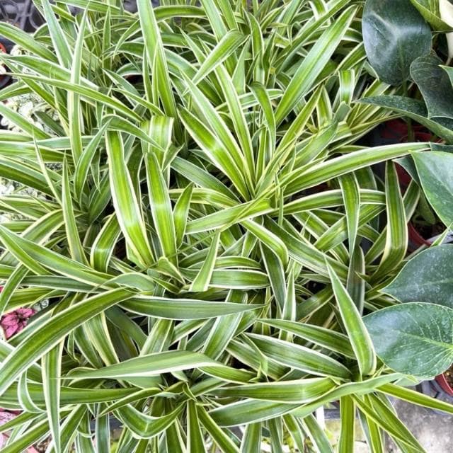 《花田多肉》🌵【吊蘭】 3吋盆 觀葉植物/室內植物/園藝/盆栽