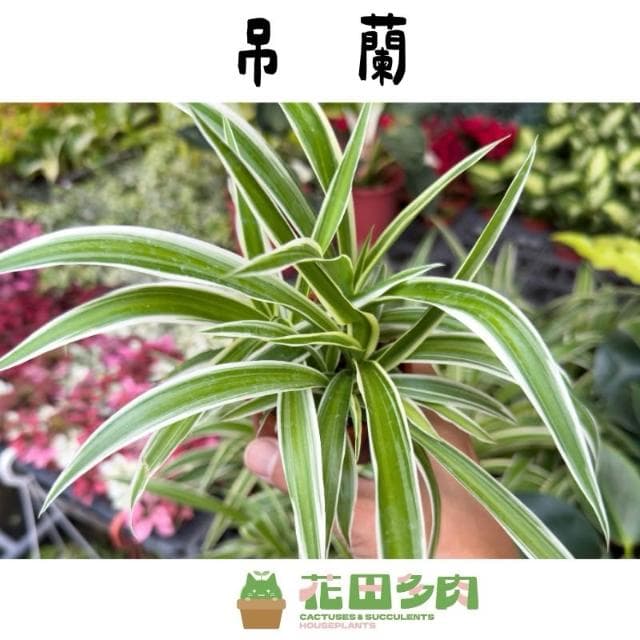 《花田多肉》🌵【吊蘭】 3吋盆 觀葉植物/室內植物/園藝/盆栽