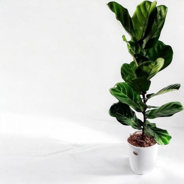 琴葉榕 大葉琴葉榕八吋水泥盆 開幕送禮 室內植物 觀葉植物 開幕盆栽 室內盆栽 盆栽植物  園藝 發財樹盆栽 龜背芋盆栽