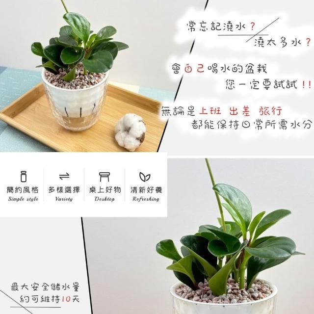 圓葉椒草【現貨】4吋鑽石免澆水盆栽 室內植物 室內盆栽 懶人盆栽 水培植物 水培盆栽 室內盆栽 觀葉植物