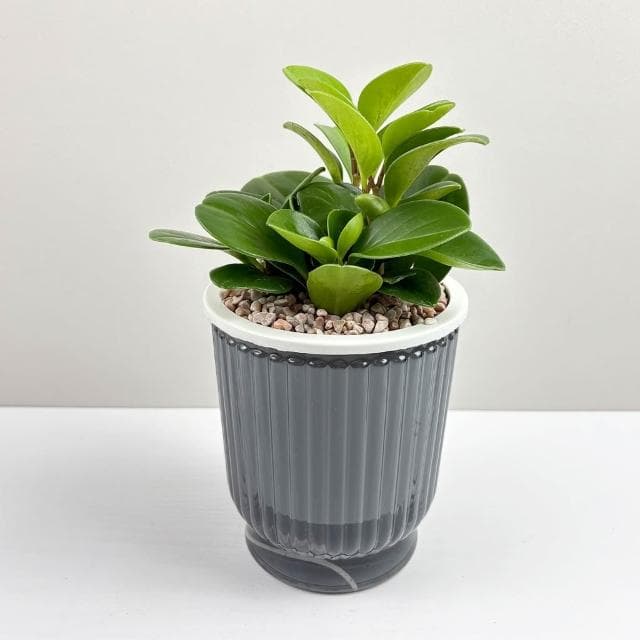 圓葉椒草【現貨】4吋透明條紋免澆水盆栽 室內植物 室內盆栽 懶人盆栽 水培植物 水培盆栽 室內盆栽 觀葉植物