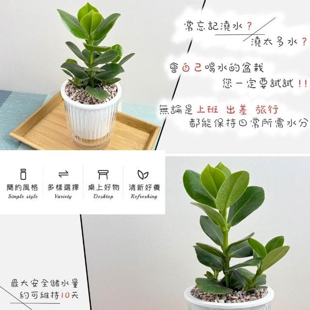書帶木【現貨】4吋透明條紋免澆水盆栽 室內植物 室內盆栽 懶人盆栽 水培植物 水培盆栽 室內盆栽 觀葉植物